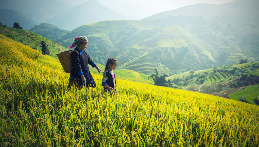 The accelerator program in agriculture and rural development